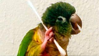 Funniest Birds Around the World