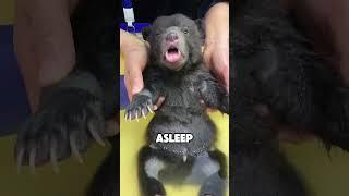 #shortvideo #animals #pet #story