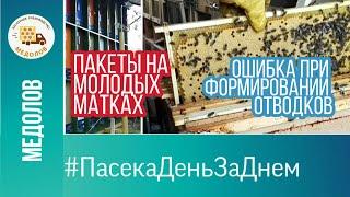 Делаем отводки. Проверка подсадки маток 2020 года.Карпатка. Ошибка при создании отводков