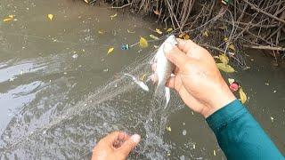 Panglalambat ng Tilapia sa ilog