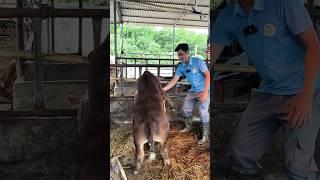 Mới nhỏ tý nó đã thế này rồi #buffalo #hltchannel #chănnuôibò #cow #hltvietnam #channuoibothit