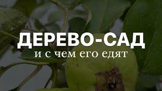 ЧТО ТАКОЕ ДЕРЕВО-САД?!