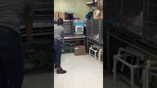 Domer - cat test