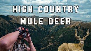 High Country Mule Deer Hunt | Colorado Mule Deer Hunt | Velvet Mule Deer Hunting