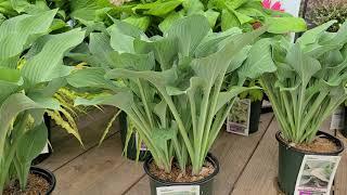 Hosta 'Blue Angel' & 'Krossa Regal' // Beautiful BLUE Foliaged, Easy to Grow, Shade Loving Hostas