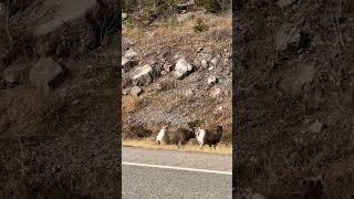 Bighorn ram on the road #bighornsheep #wildlife #wildlifephotography