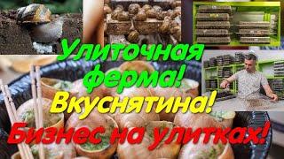 Улиточная ферма. Бизнес на улитках. Тур выходного дня. #равлики. Вид агробизнеса. Что едят улитки?