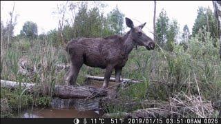 Trail Cam | Moose calf