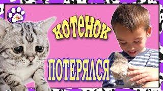 Пропал КОТЕНОК ищем РОДИТЕЛЕЙ для котенка 