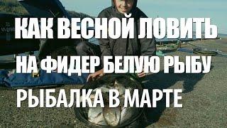 РЫБАЛКА в МАРТЕ на ФИДЕРНУЮ СНАСТЬ. ЛОВЛЯ на ФИДЕР ЛЕЩА, ПОДЛЕЩИКА ВЕСНОЙ