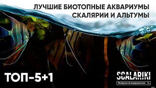 Скалярии. 5+1 лучших биотопных аквариумов. Содержание в аквариуме