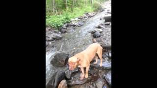 Creating a Sluice in the Creek Vermont Gold Yankee Gold Prospecting