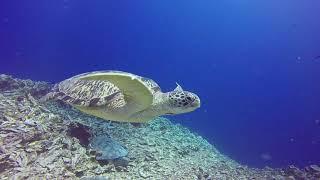 Buceando en Gili Air (Indonesia)