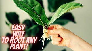 How to Propagate ANY Plant From a Cutting