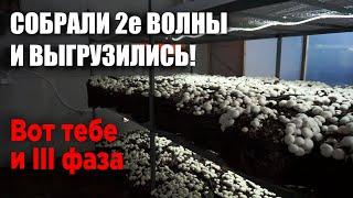 2я волна на 3 фазе | Урожай шампиньонов | Покровка с кейкингом | Вырастить грибы