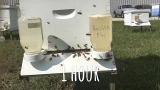 BeesVita Plus