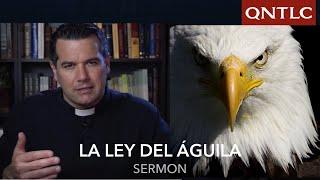 La renovación del águila / P. Javier Olivera Ravasi, SE