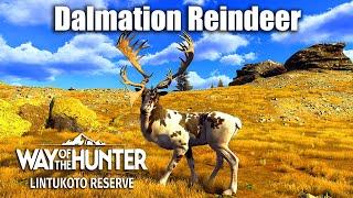 Way Of The Hunter - Dalmation Reindeer