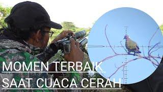 Momen terbaik berburu punai cuaca cerah