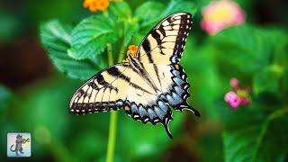 Butterflies & Flowers  ~ Amazing Nature Scenery & The Best Relax Music (1080p HD)