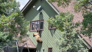 Black Bear Fatally Mauls Man Drinking Coffee