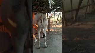 2022..milk cow fore sell chatakal hunger cow lover like subscribe