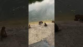 hehe...cunning monkey snatched the bun from the other monkey without going into the water  #funny