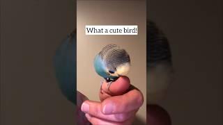 Raisin talking with captions- “Kiss the blue good budgie”