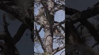 CRAZY BOW SHOT on a mountain lion! #bowhunting #mountainlion #cougar