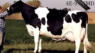 2013 Elite Breeder