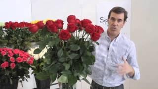 How to arrange your roses and make them last!