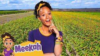 Meekah Learns How Berries Grow! | MEEKAH Full Episode! | Educational Videos for Kids