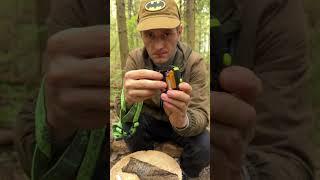 FIRE from foil and batteries#survival #bushcraft #outdoors #camping #fire