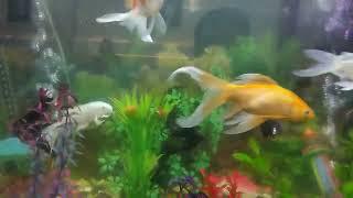 Goldfish tank with Shark fish and Angel fish | Carassius auratus | Nittya's Animal Society
