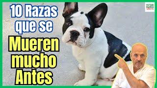  LAS 10 RAZAS DE PERROS QUE VIVEN MENOS AÑOS  O SE MUEREN MUCHO ANTES