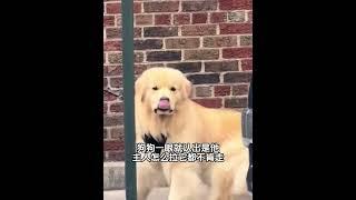 男子逛街偶遇前任和一起養了兩年的狗。狗狗就是不肯走。