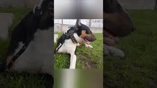 #bullterrier #englishbullterrier #funnyvideo #puppy #funnyvideo #doglover #pets