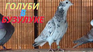 Зимние пискуны! Бакинские голуби Виктора с Бузулука!