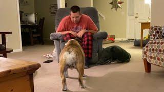 Reuben the Bulldog: The Dance