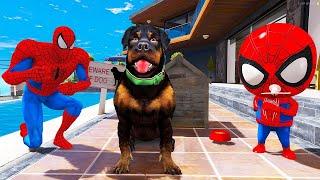 BEBÊ HOMEM ARANHA ADOTOU UM CACHORRO de ESTIMAÇÃO no GTA 5 !!!