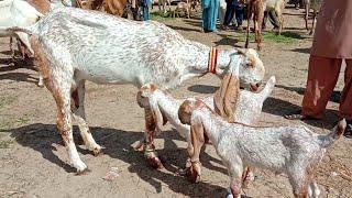 madrasa Mandi Pakistan makhi cheeni bacchon wali bakriyan Ajmal TV Hasilpur