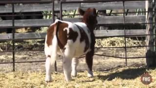 Fillmore Cattle Tag 608