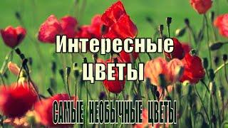 Интересные цветы!! Самые необычные цветы в мире.