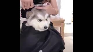 It’s time for a haircut!    Tag someone!   From unknown    #dog #husky #adorable #cute