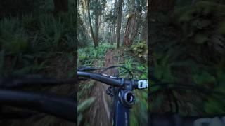 Insane mtb trail conditions on Vancouver Island right now!