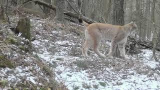 Голос рыси / Voice of lynx / Lūšies balsas