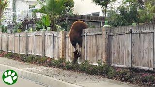 Mama Bear Refuses to Abandon Her Beloved Cubs