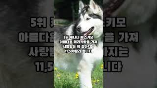 [1분 랭킹] 세계에서 가장 비싼 명품 강아지 TOP 10