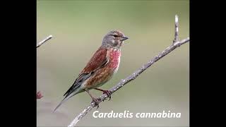 Versi e canto del Fanello - Linnet calls and song - Carduelis/Linaria cannabina #animals #nature