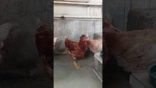 4 Months Lohmann Brown Chicks